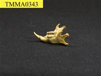 藏品(長吻松鼠下顎骨)的圖片